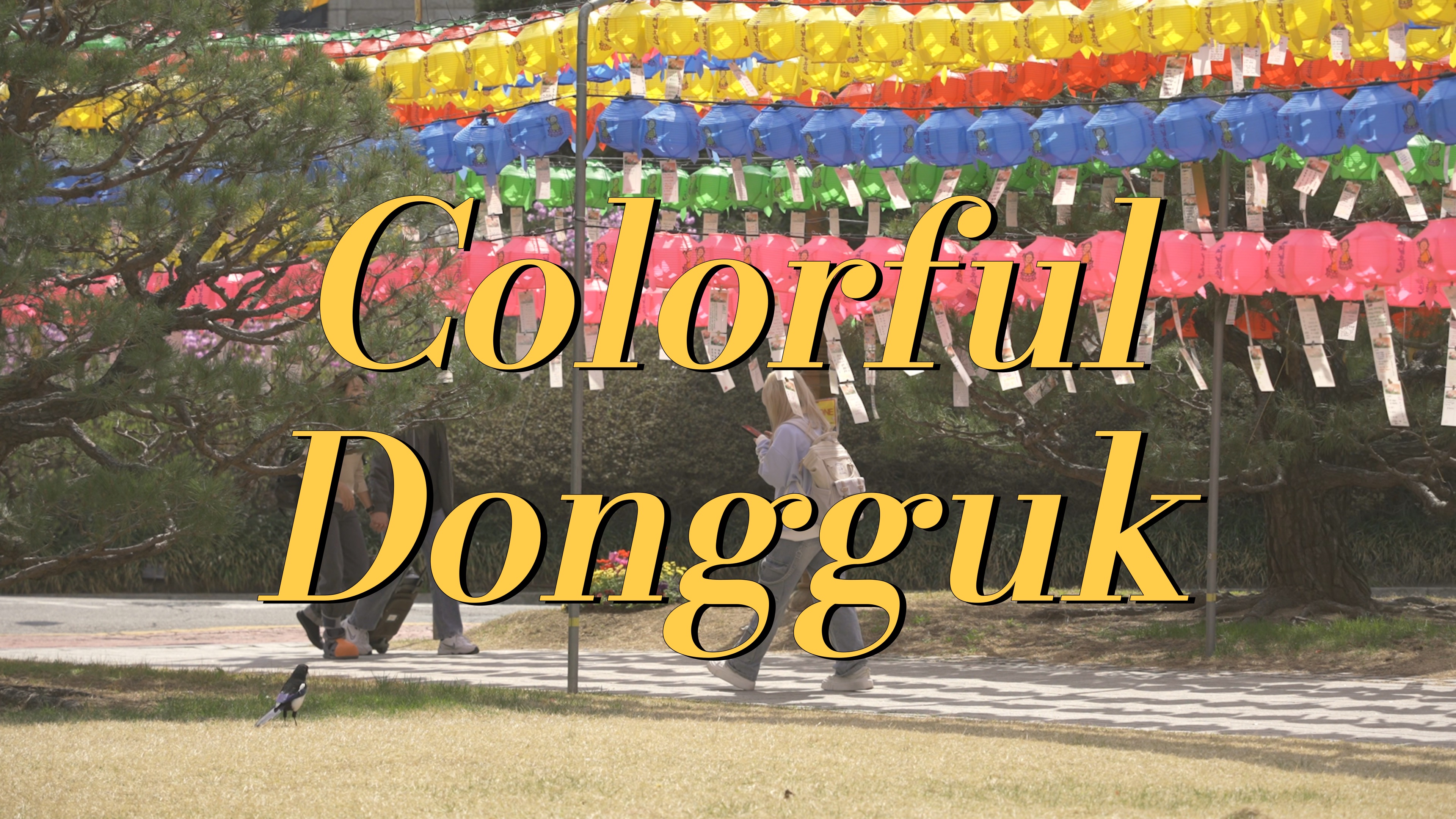 오색빛 연등으로 물든 동국🪷 I Colorful Dongguk
