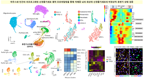 동국대 김종필 교수팀, 세계 최초 신경줄기세포 타깃으로 한 자폐증 치료 기술 제시